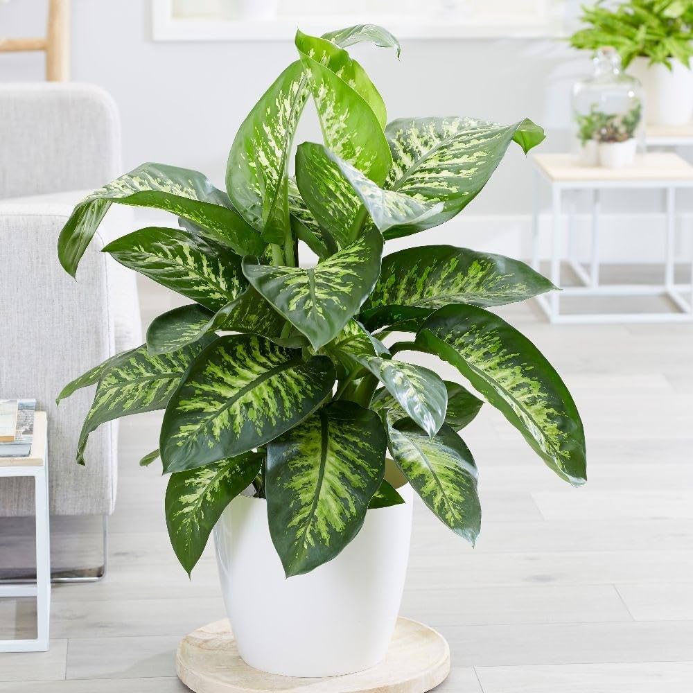Dieffenbachia Seguine, Tropic Snow