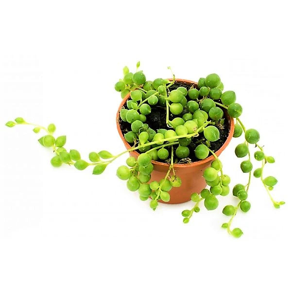 String of Pearls Plant – Senecio Rowleyanus