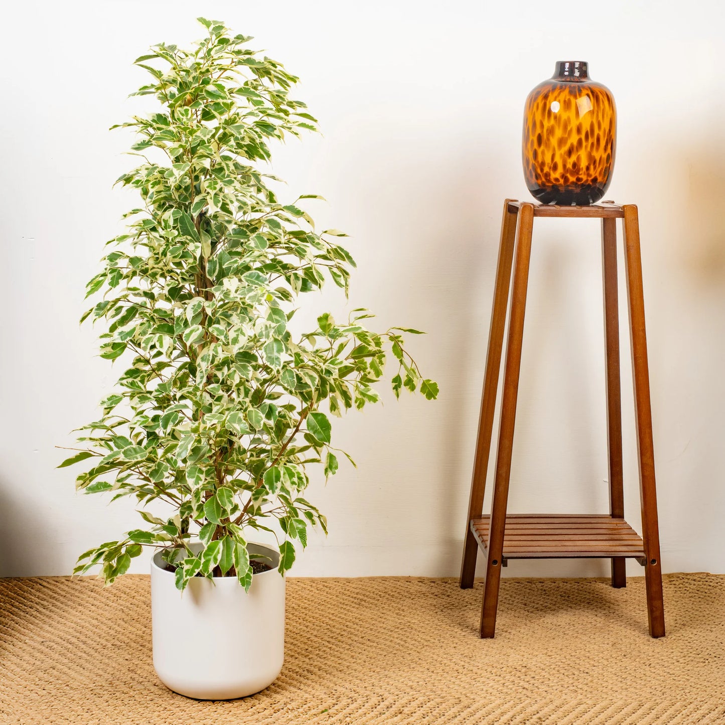 Ficus benjamina variegata, Variegated Weeping Fig