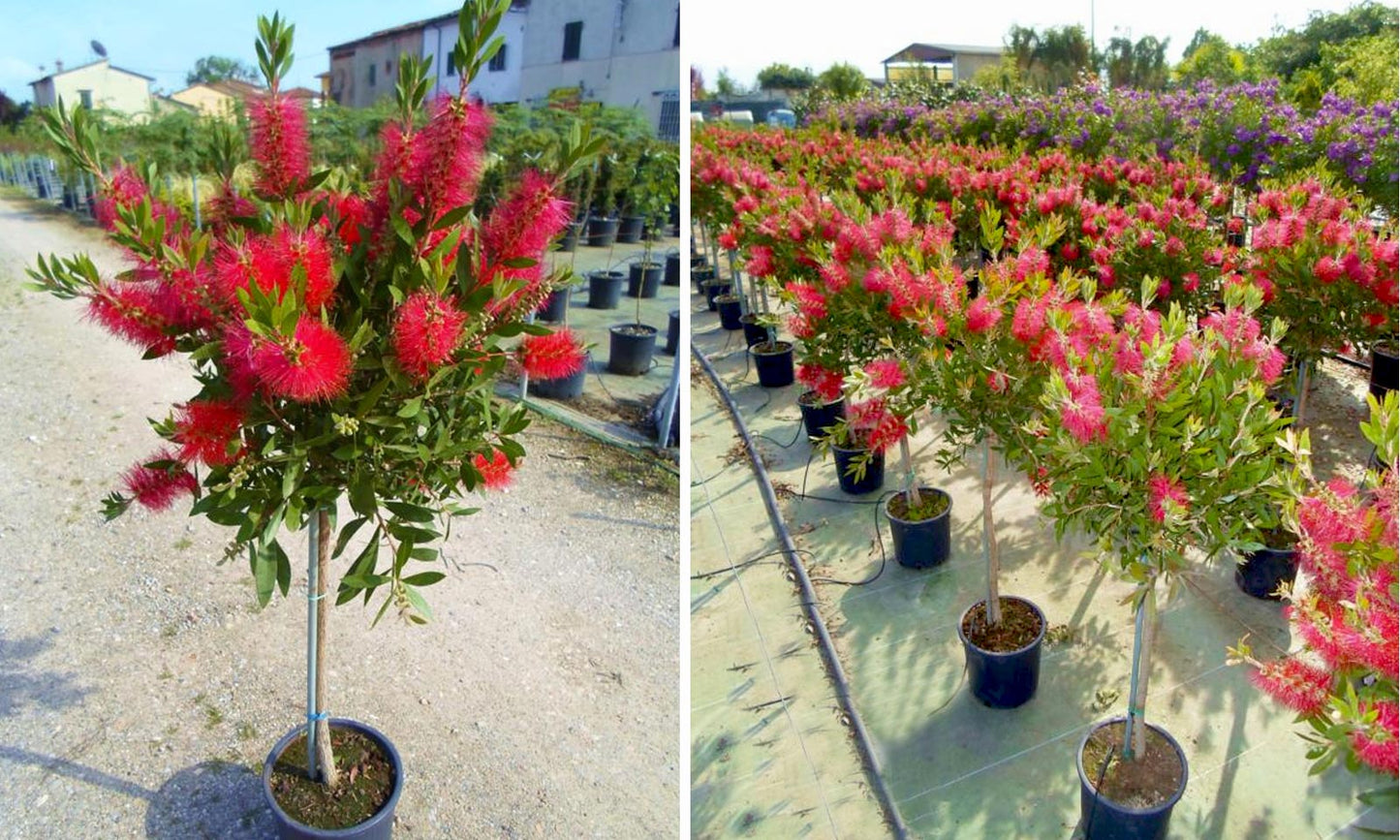 Callistemon Viminalis, Bottle Brush