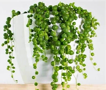 String of Pearls Plant – Senecio Rowleyanus