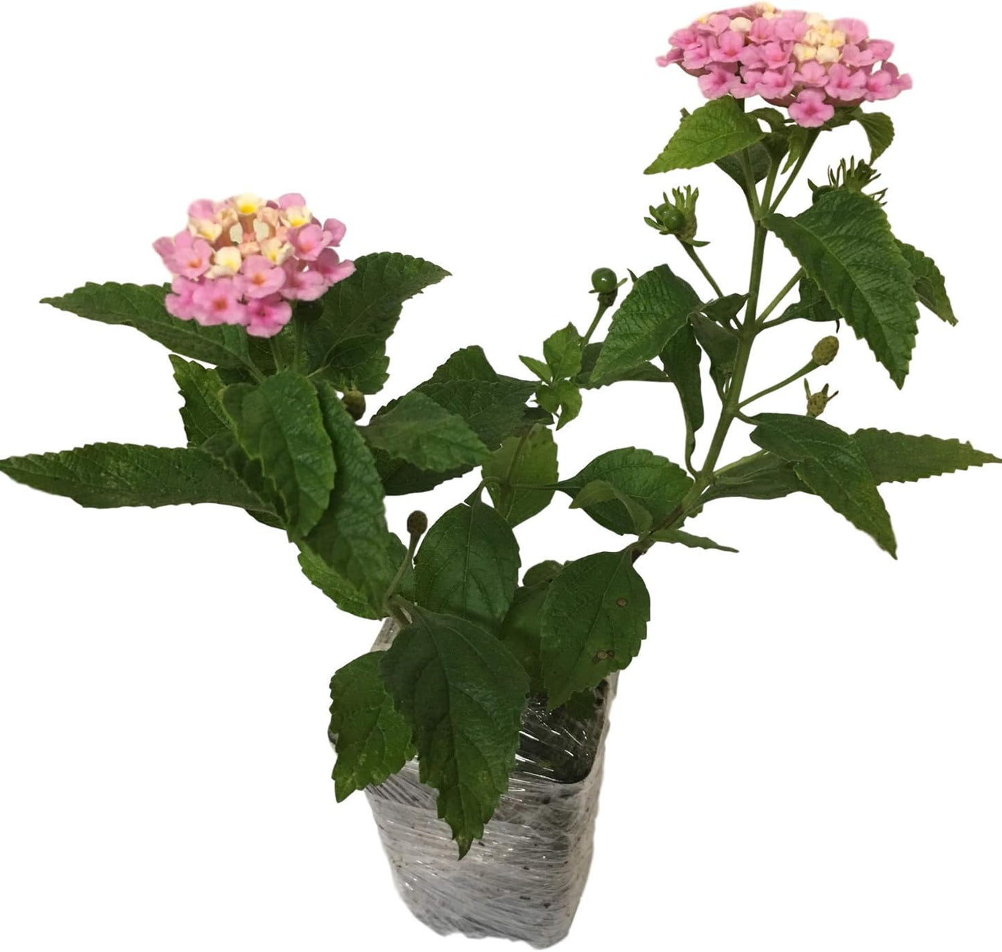 Lantana Camara Pink
