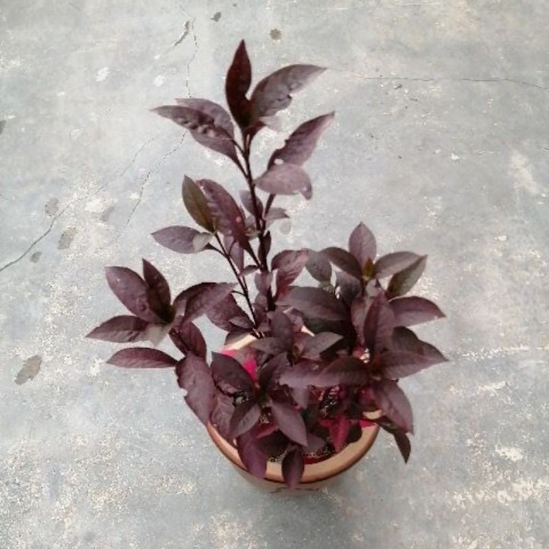 Alternanthera, Purple Knight (small)