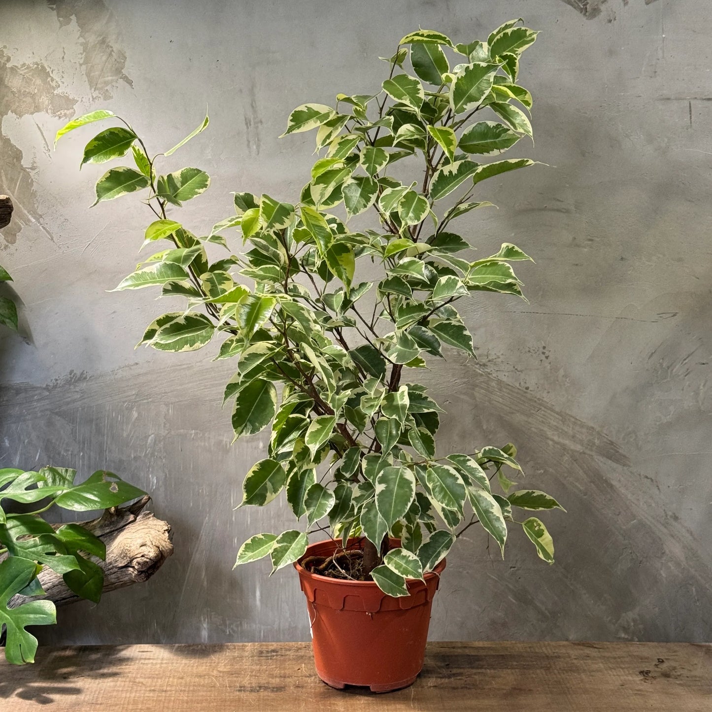 Ficus benjamina variegata, Variegated Weeping Fig