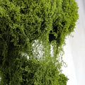 Artificial Decorative Green Moss