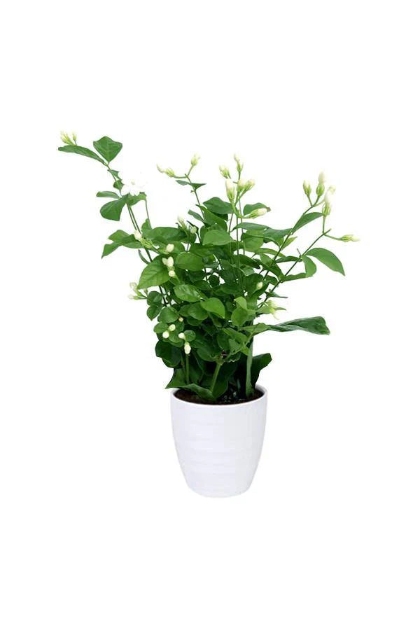 Jasminum sambac, The Arabian Jasmine, Mogra, Motia