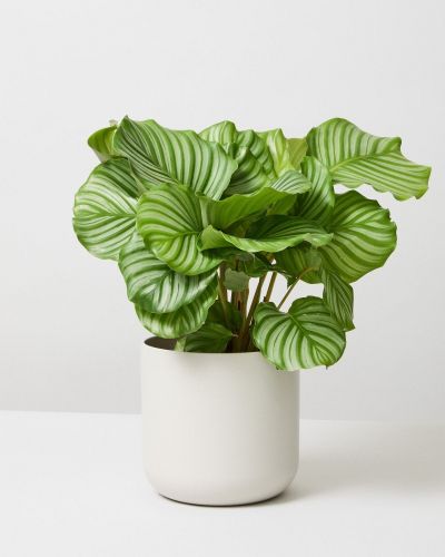 Calathea Orbifolia – Large Leaf Indoor Prayer Plant