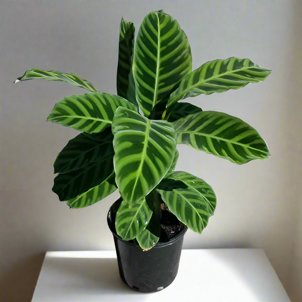 Calathea zebrina “Zebra Plant” Indoor Plant