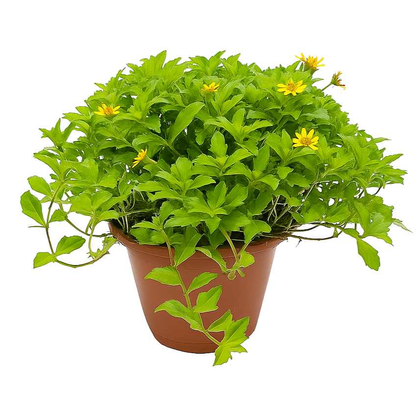 Wedelia Trilobata (Creeping Daisy)