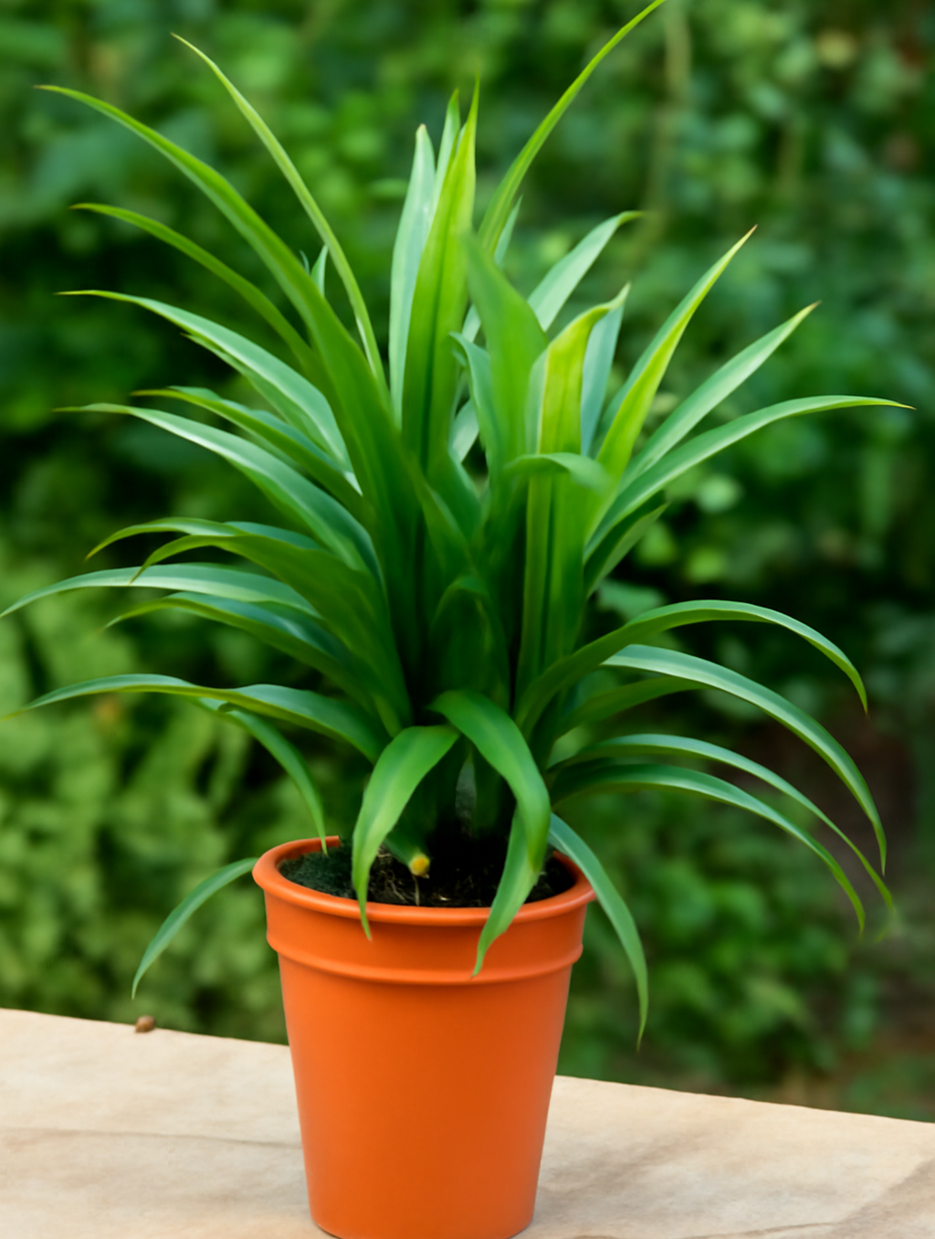 Pandanus baptistii
