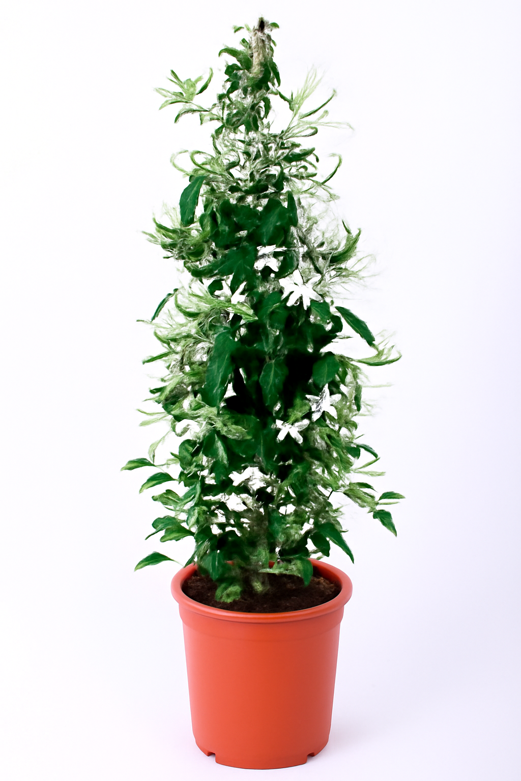 Jasminum Grandiflora, Grandiflorum, Jasmine Climber