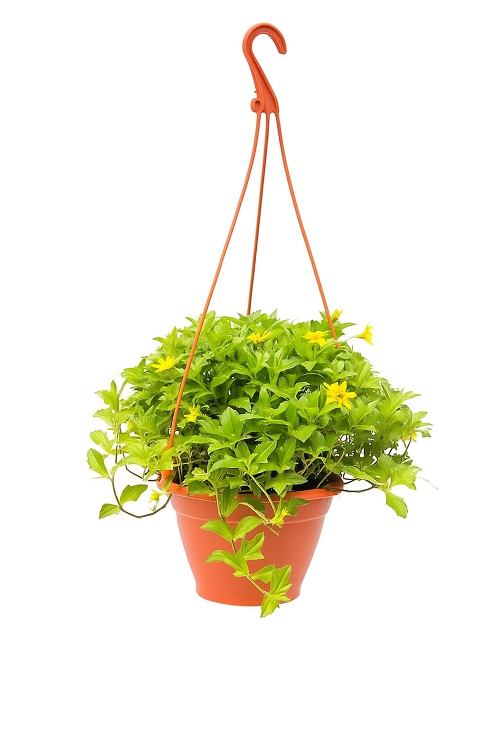 Wedelia Trilobata (Creeping Daisy)
