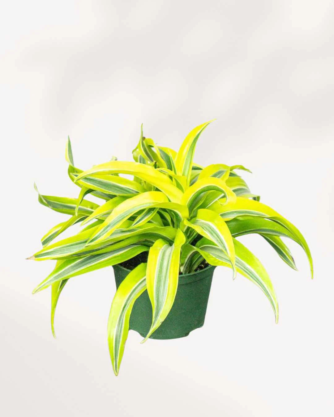 Dracaena Lemon Lime Mini – Vibrant Indoor Foliage