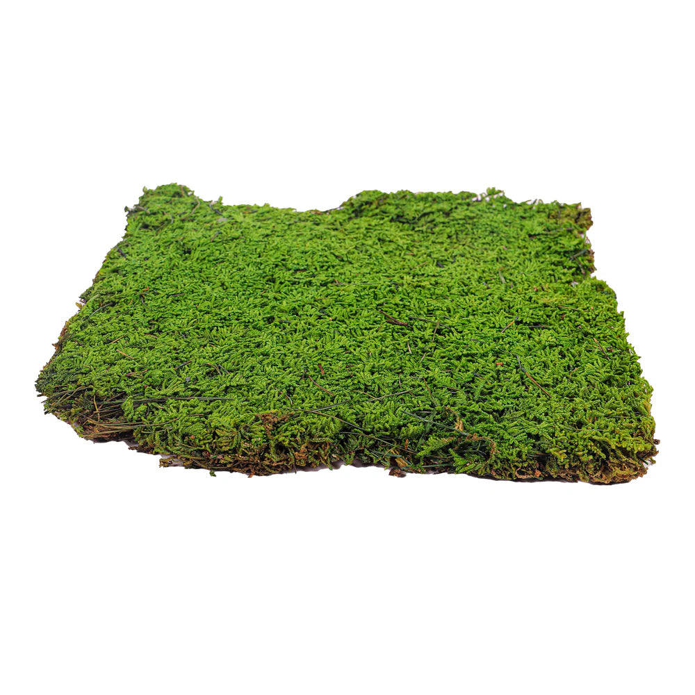 Natural Preserved Dried Moss Sheet