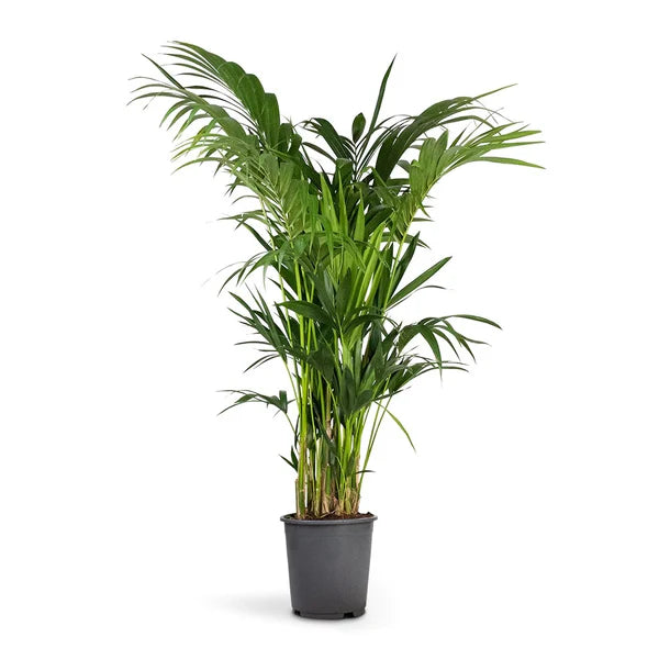 Kentia Palm, Thatch Palm, Howea forsteriana
