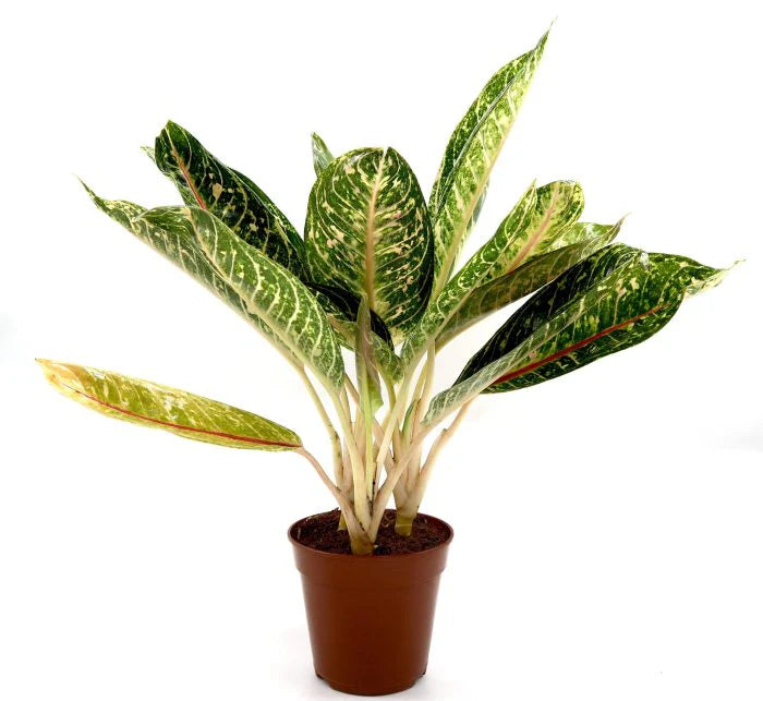 Aglaonema spp | Aglaomema Mix 25-30cm