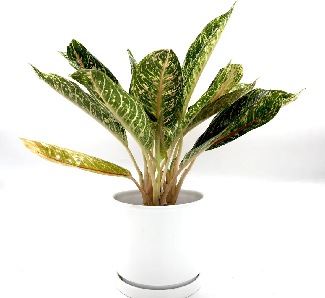 Aglaonema spp | Aglaomema Mix 25-30cm