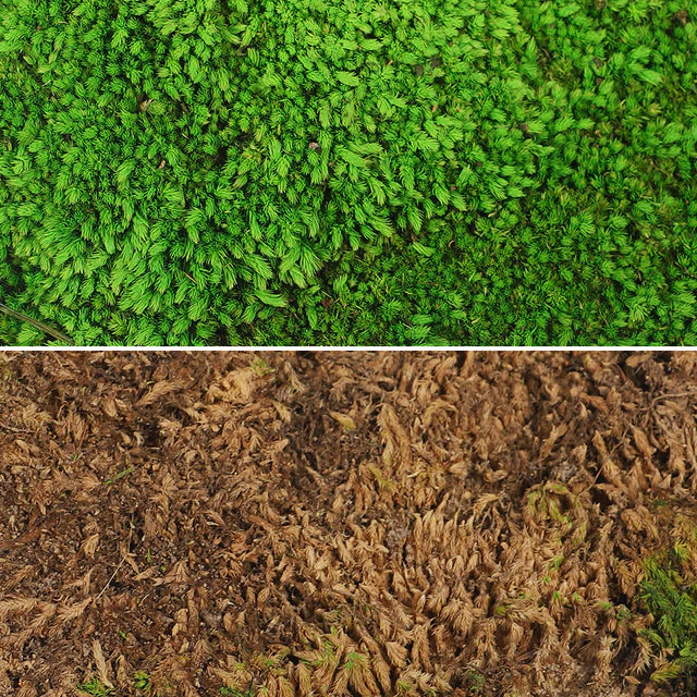Preserved Dried Moss Pieces (1 Box)