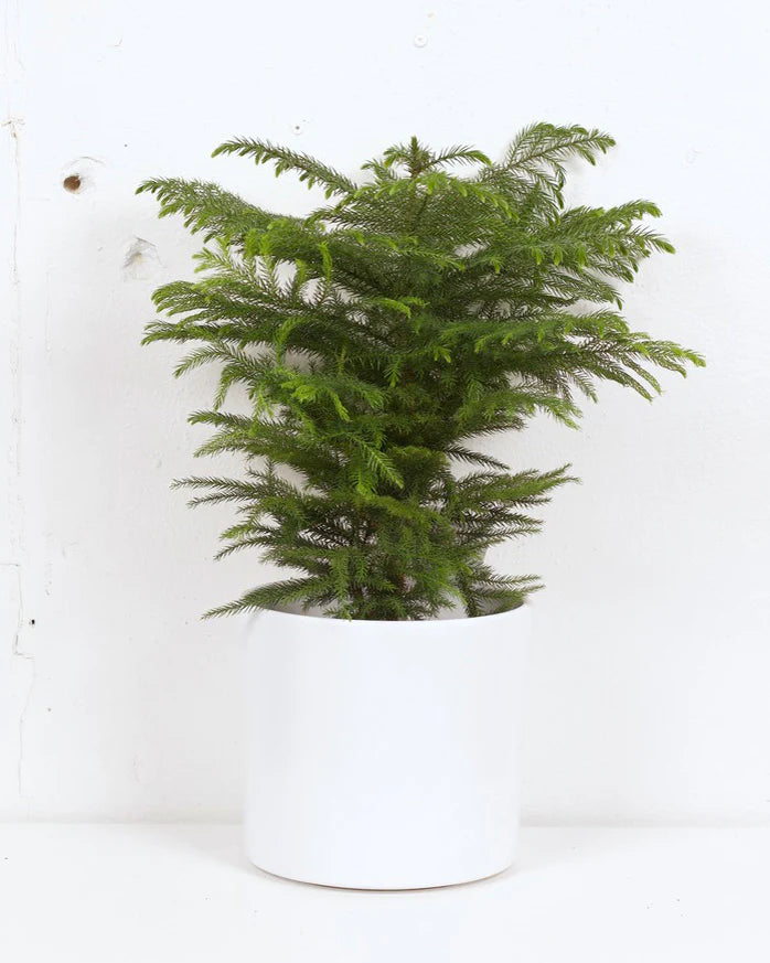 Araucaria heterophylla, Norfolk Island Pine, Indoor