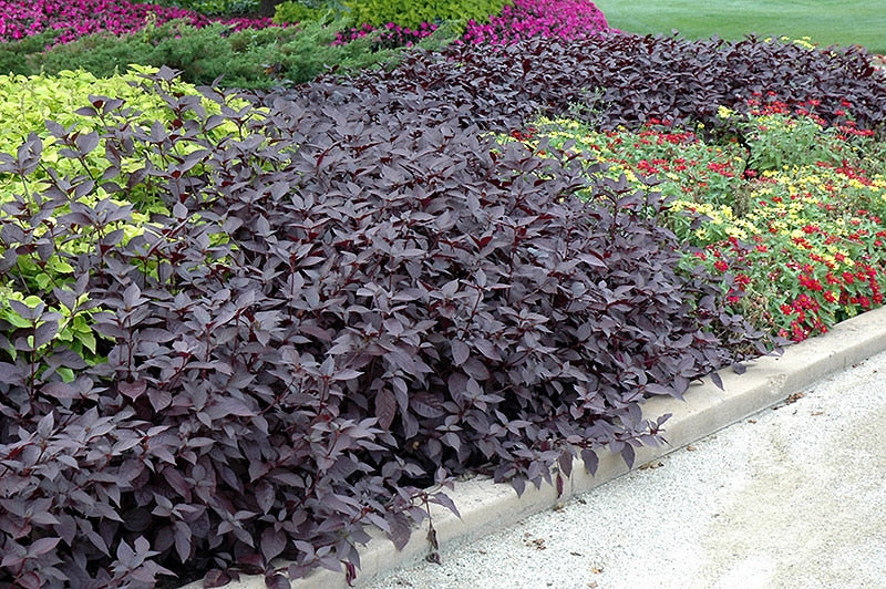Alternanthera, Purple Knight (small)