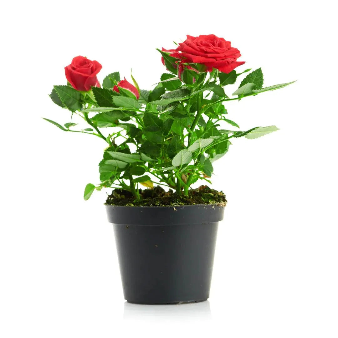 Rose Plant Outdoor