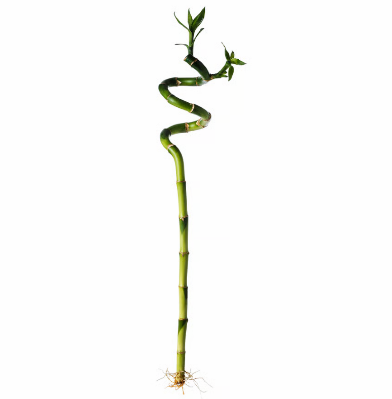 Lucky Bamboo Sticks, Dracaena Sanderiana