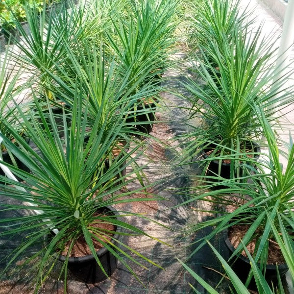 Yucca Gigantea – Spineless Yucca Indoor Plant