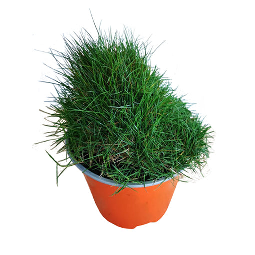 Zoysia Japonica, Korean Lawn Grass