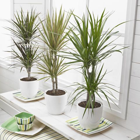Dracaena Marginata - Indoor Plant