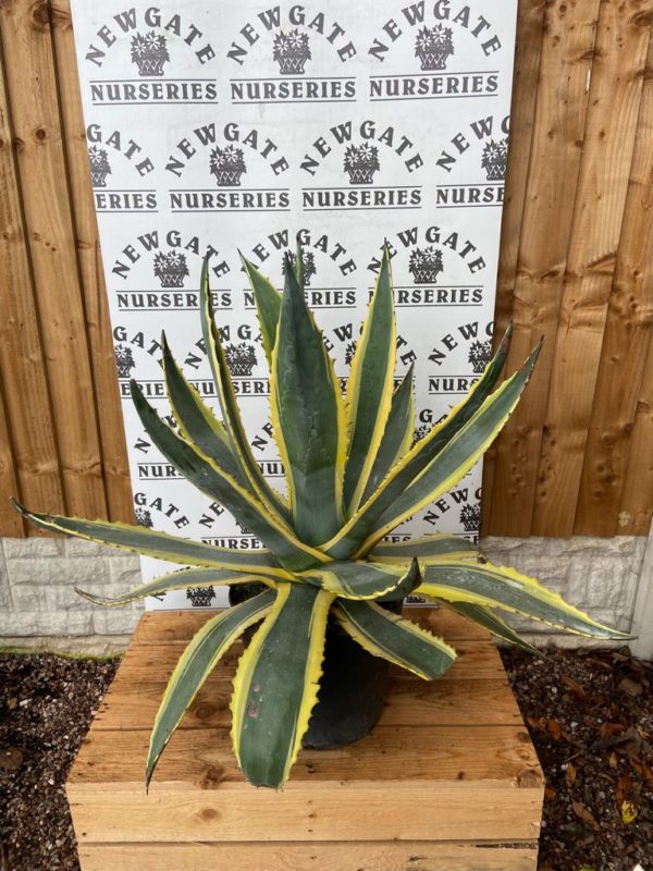 Agave americana marginata, Variegated Century Plant