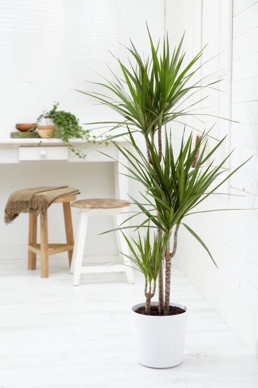 Dracaena Marginata - Indoor Plant