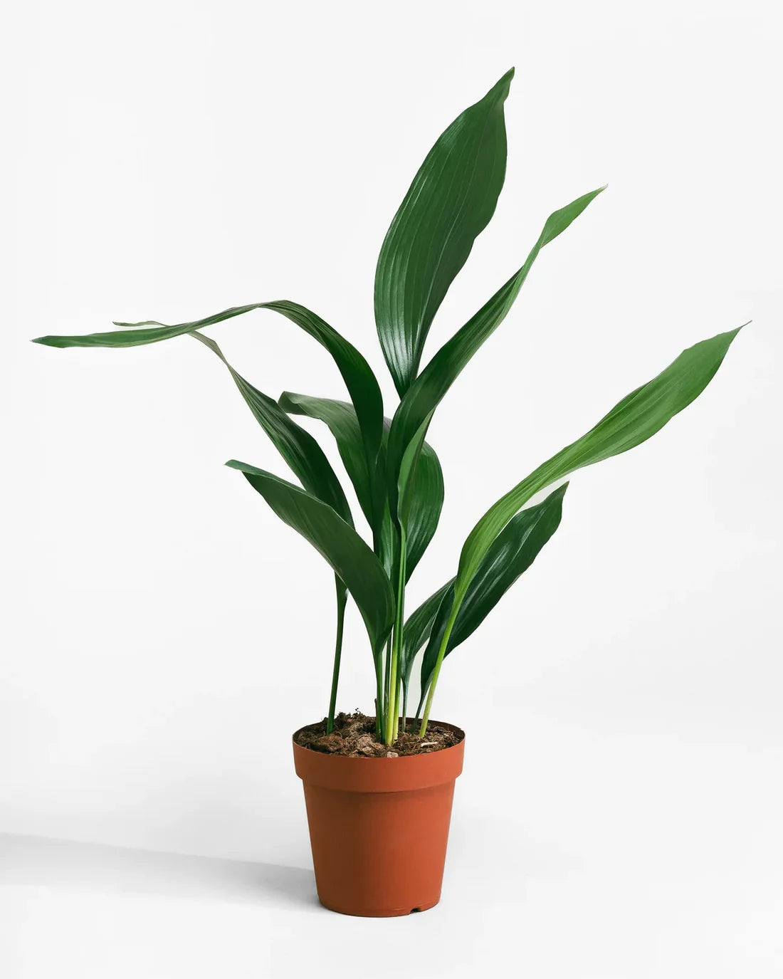 Aspidistra elatior – Cast Iron Plant | Indoor Aspidistra