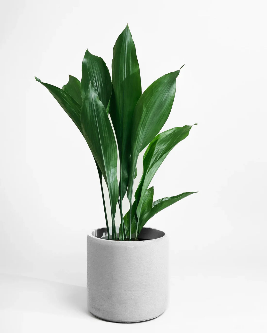 Aspidistra elatior – Cast Iron Plant | Indoor Aspidistra