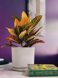 Codiaeum Variegatum , Croton Plant