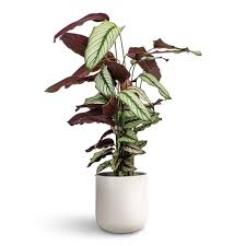 Calathea White Star, Majestic Calathea