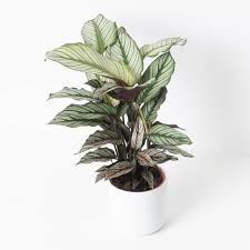 Calathea White Star, Majestic Calathea