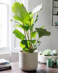 Calathea Orbifolia – Large Leaf Indoor Prayer Plant
