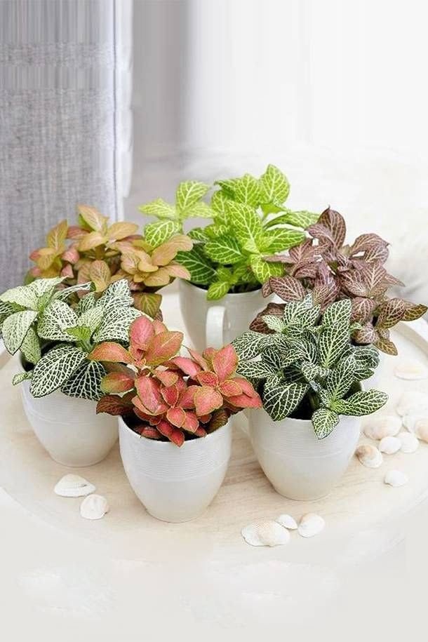 Fittonia , Nerve , Mosaic , Net Plant