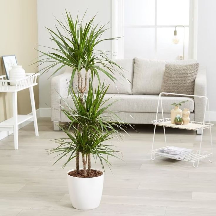 Dracaena Marginata - Indoor Plant