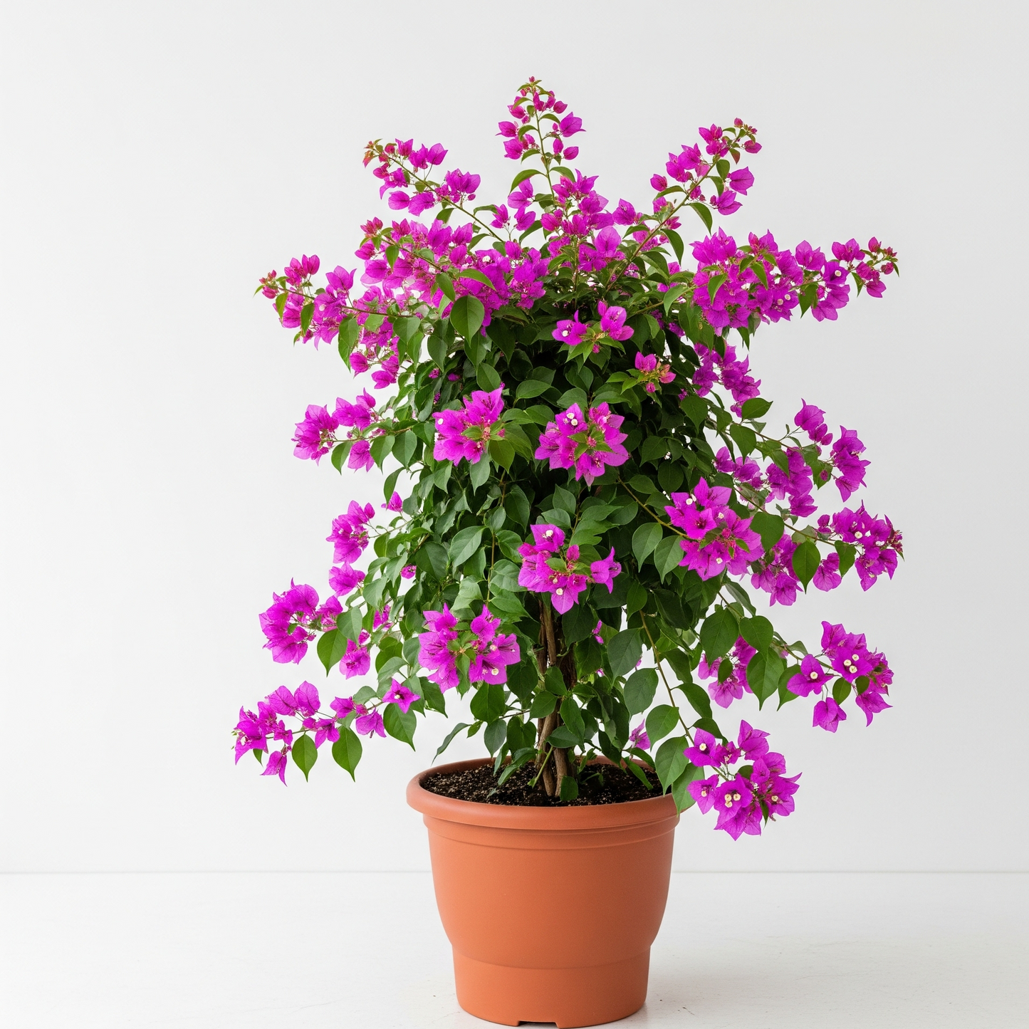 Bougainvillea