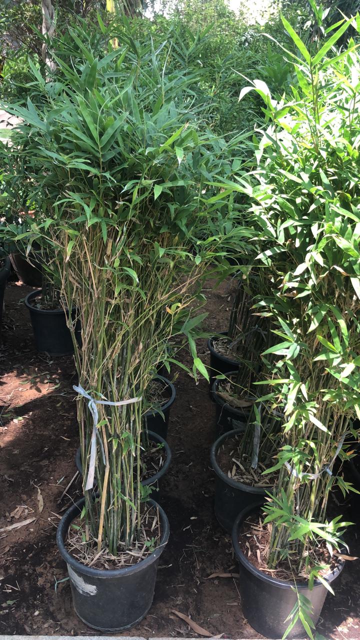 Bambusa multiplex, Chinese Dwarf Bamboo