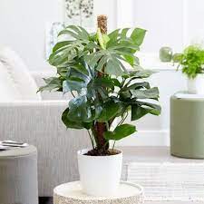 Swiss Cheese Plant, Monstera Deliciosa , The Hurricane