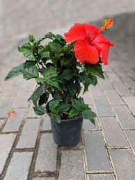 Hibiscus rosa, sinensis Red