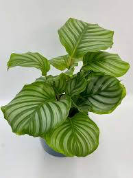 Calathea Orbifolia – Large Leaf Indoor Prayer Plant