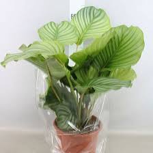 Calathea Orbifolia – Large Leaf Indoor Prayer Plant