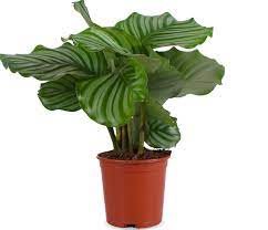 Calathea Orbifolia – Large Leaf Indoor Prayer Plant