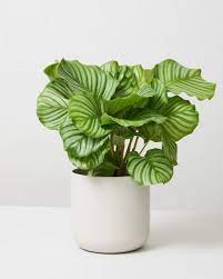Calathea Orbifolia – Large Leaf Indoor Prayer Plant