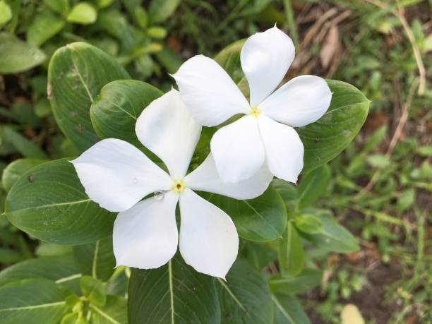 Vinca Flowers (small), Periwinkle