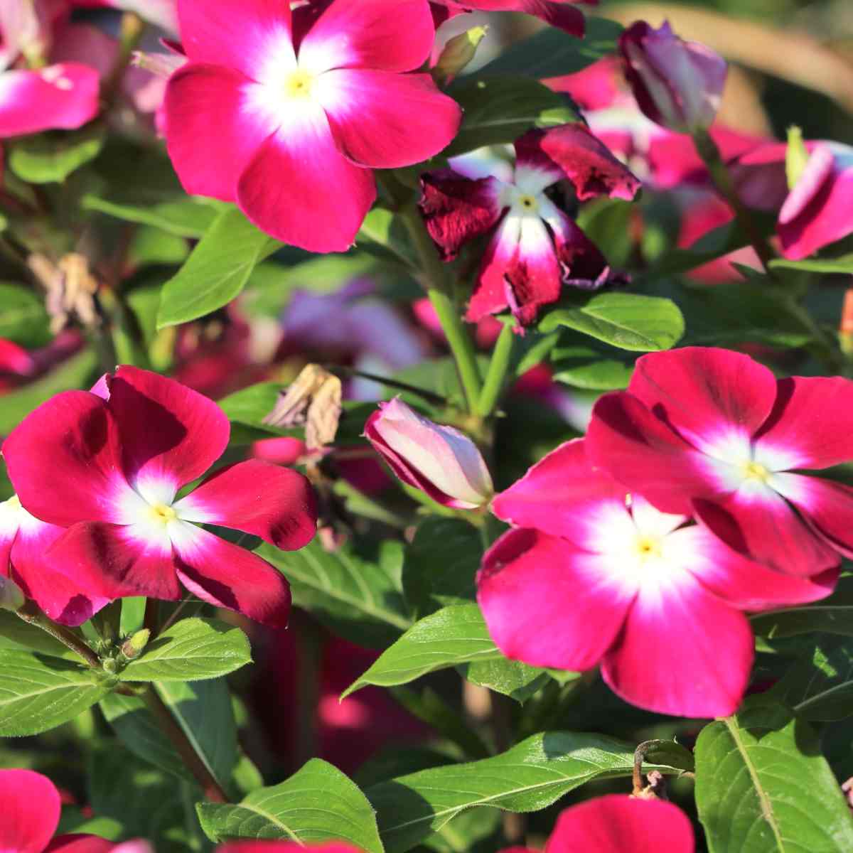 Vinca Flowers (small), Periwinkle