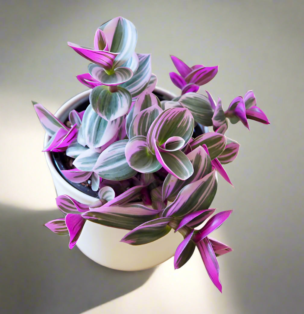 Fantasy Venice, Tradescantia Nanouk